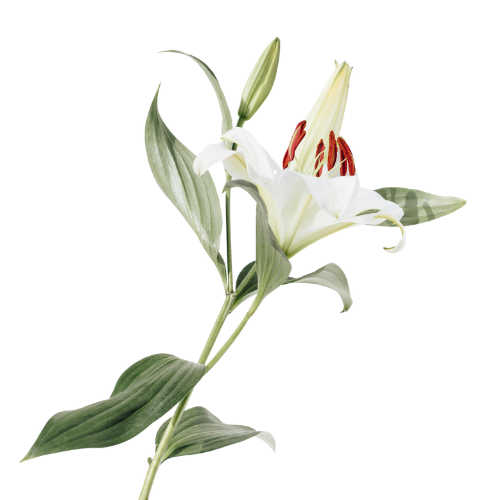 FAMÍLIA QUÂNTICA TERAPIAS HOME 02